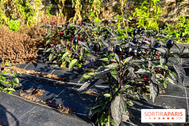 Les Saveurs du Potager du Roi à Versailles : marché de fruits & légumes, expositions et animations - image00017