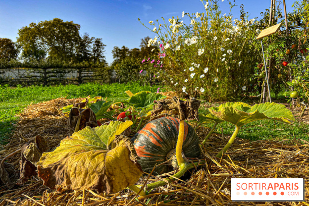 Les Saveurs du Potager du Roi à Versailles : marché de fruits & légumes, expositions et animations - image00040