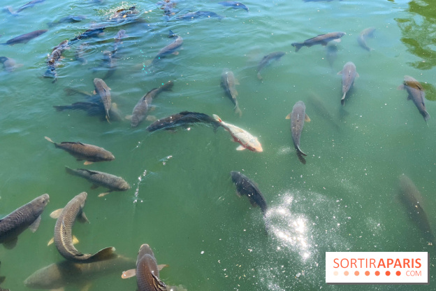 Etang aux carpes et barques - nos photos - image00032