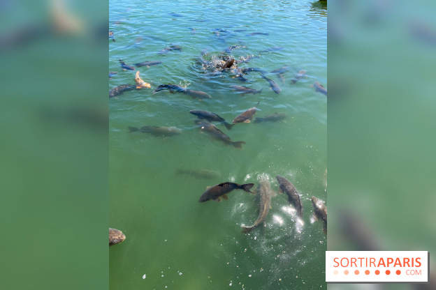 Etang aux carpes et barques - nos photos - image00030