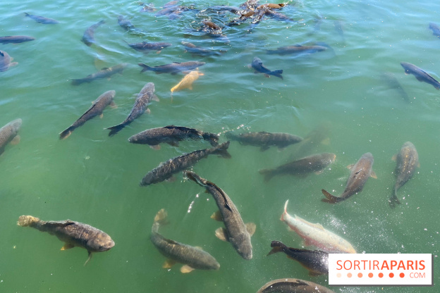 Etang aux carpes et barques - nos photos