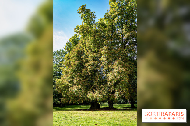 Le désert de Retz, le parc anglo-chinois insolite dans les Yvelines -  A7C2134