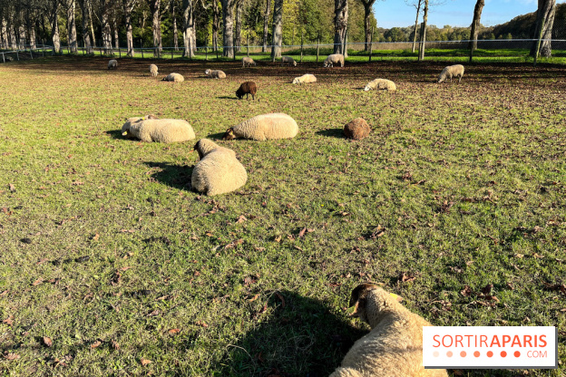 La Fête de la Citrouille - nos photos - image00012