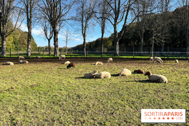 La Fête de la Citrouille - nos photos - image00013