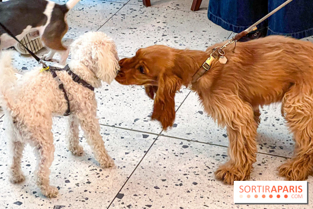 Le Doggy Brunch : le brunch gourmand entre chiens et maîtres à l'hôtel Kimpton Saint Honoré Paris - image00009