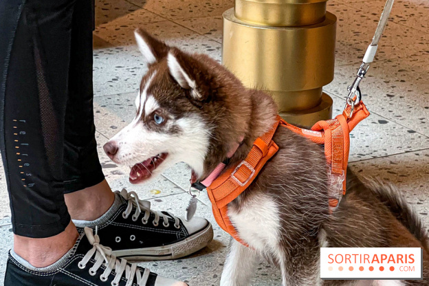 Le Doggy Brunch : le brunch gourmand entre chiens et maîtres à l'hôtel Kimpton Saint Honoré Paris - image00047