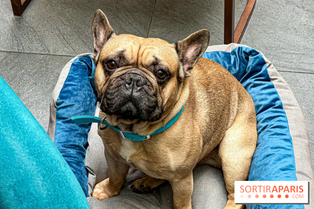 Le Doggy Brunch : le brunch gourmand entre chiens et maîtres à l'hôtel Kimpton Saint Honoré Paris - image00050