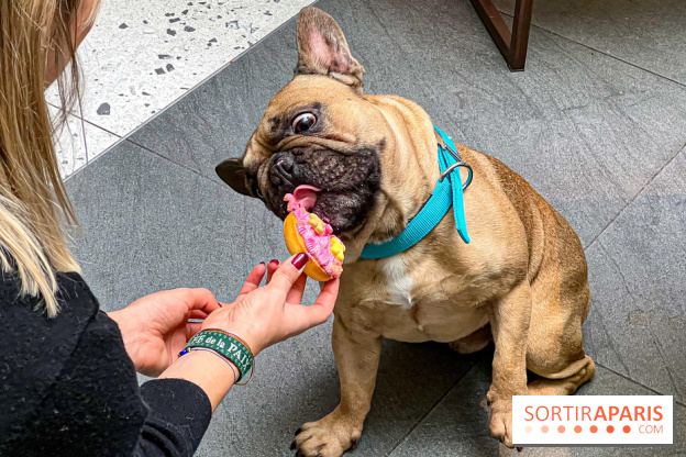 Le Doggy Brunch : le brunch gourmand entre chiens et maîtres à l'hôtel Kimpton Saint Honoré Paris - image00064