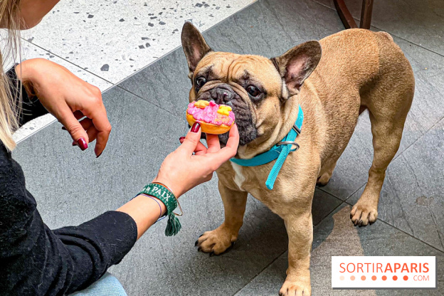 Le Doggy Brunch : le brunch gourmand entre chiens et maîtres à l'hôtel Kimpton Saint Honoré Paris