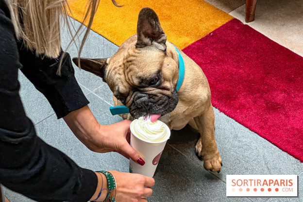 Le Doggy Brunch : le brunch gourmand entre chiens et maîtres à l'hôtel Kimpton Saint Honoré Paris - image00067