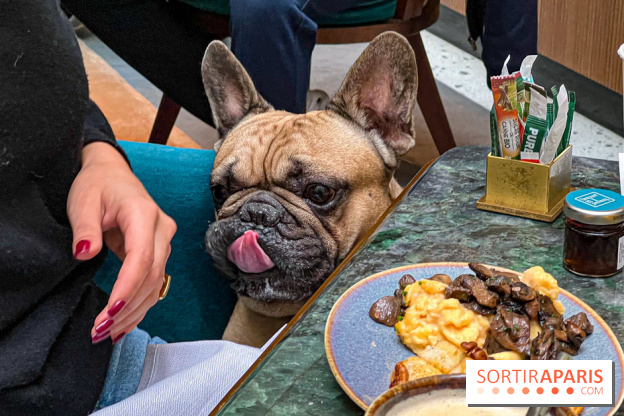Le Doggy Brunch : le brunch gourmand entre chiens et maîtres à l'hôtel Kimpton Saint Honoré Paris