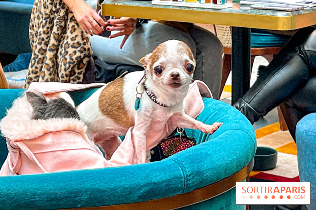 Le Doggy Brunch : le brunch gourmand entre chiens et maîtres à l'hôtel Kimpton Saint Honoré Paris