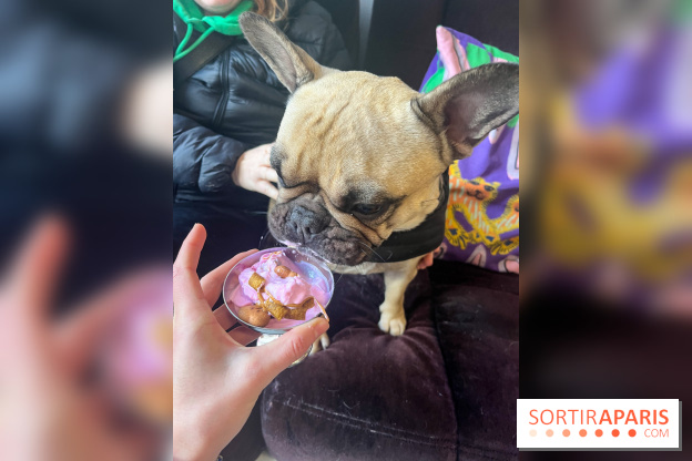 CAYU Canidés Club, la boutique d'accessoires dog friendly - nos photos