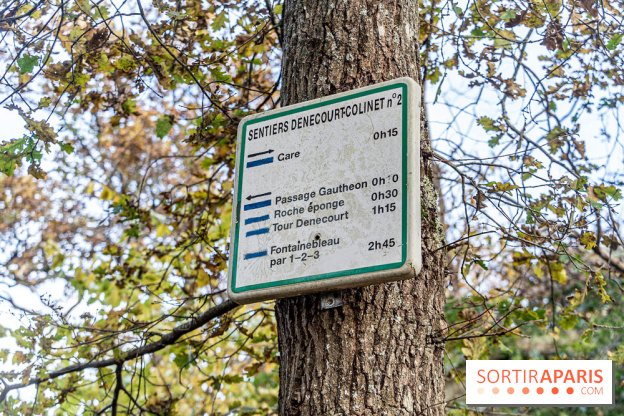 Randonnée à Fontainebleau : le sentier sur les pas de Denecourt jusqu’à la Tour Denecourt -  A7C7556