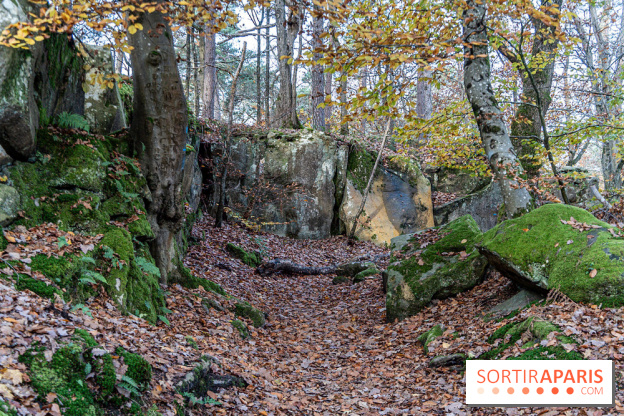 Randonnée à Fontainebleau : le sentier sur les pas de Denecourt jusqu’à la Tour Denecourt -  A7C7562