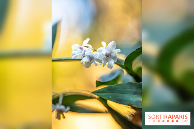 Mille et une orchidées 2025 - les photos