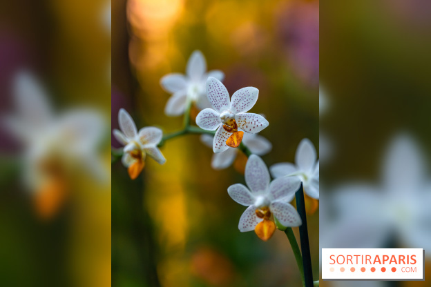 Mille et une orchidées 2025 - les photos