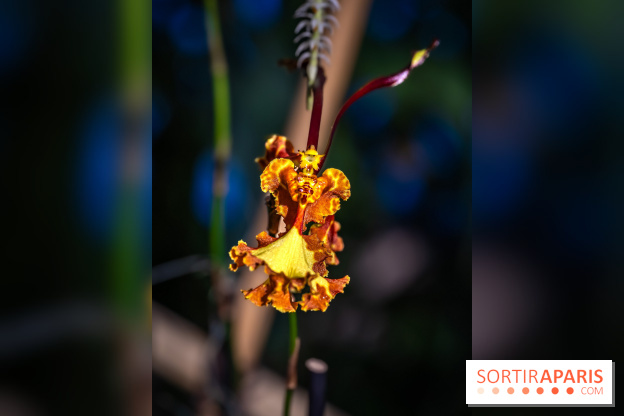 Mille et une orchidées 2025 - les photos