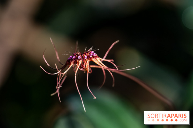 Mille et une orchidées 2025 - les photos