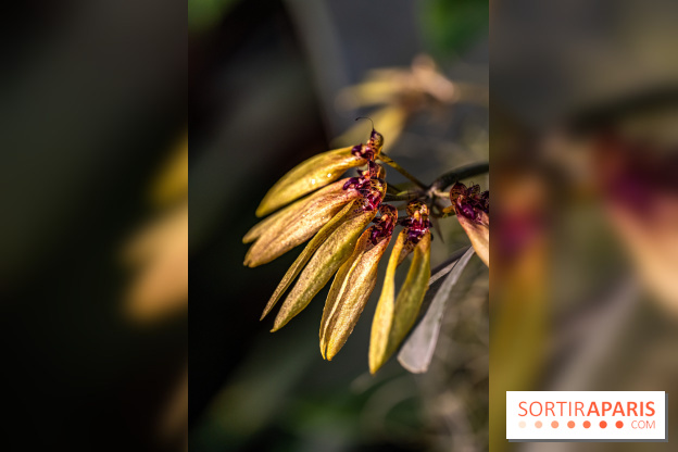 Mille et une orchidées 2025 - les photos