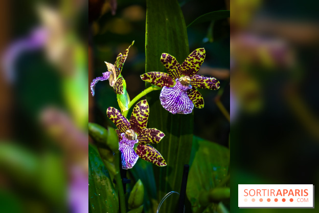 Mille et une orchidées 2025 - les photos