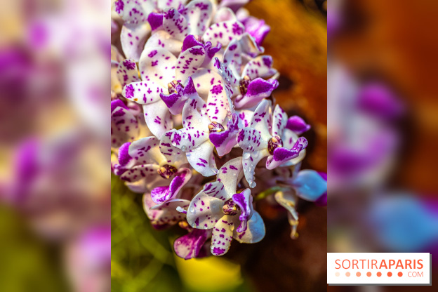 Mille et une orchidées 2025 - les photos