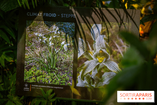 Mille et une orchidées 2025 - les photos