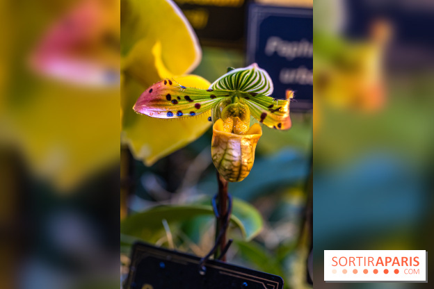 Mille et une orchidées 2025 - les photos