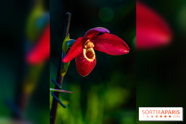 Mille et une orchidées 2025 - les photos