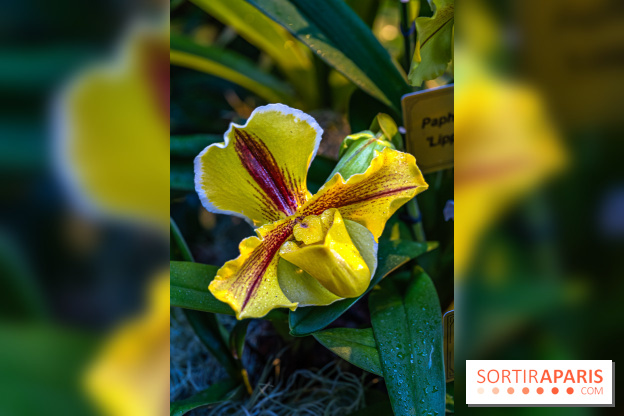 Mille et une orchidées 2025 - les photos