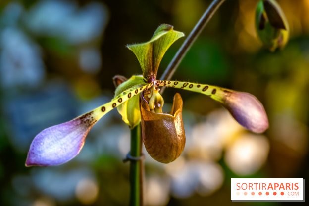 Mille et une orchidées 2025 - les photos