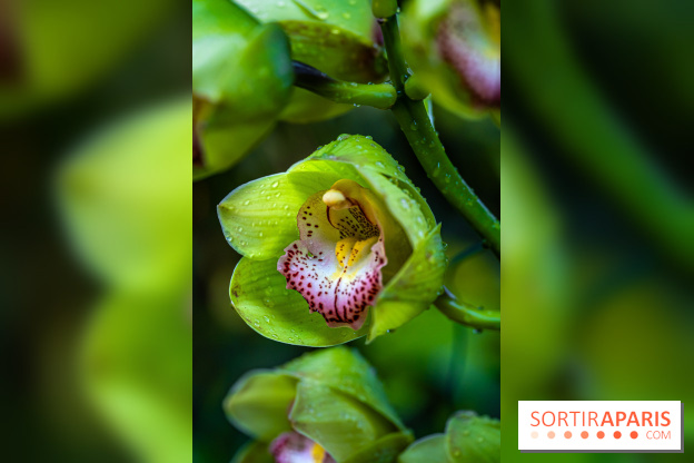 Mille et une orchidées 2025 - les photos