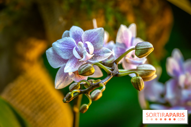 Mille et une orchidées 2025 - les photos