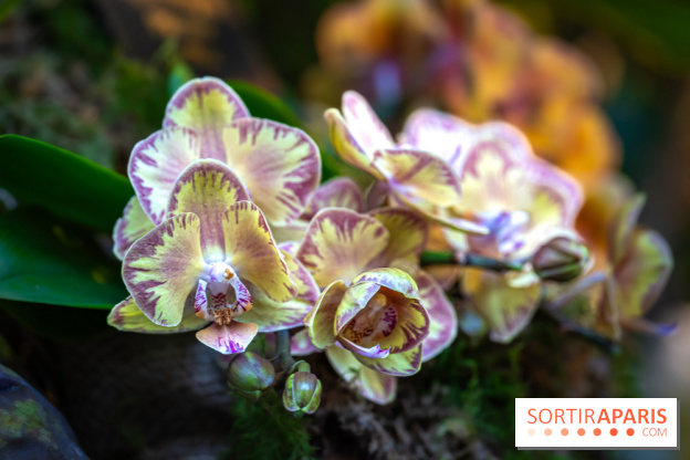 Mille et une orchidées 2025 - les photos