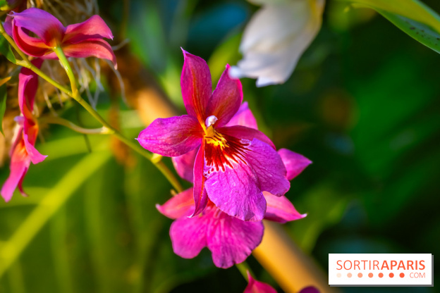 Mille et une orchidées 2025 - les photos