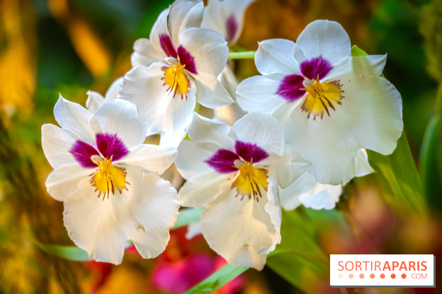 Mille et une orchidées 2025 - les photos