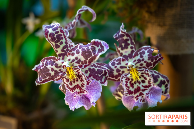 Mille et une orchidées 2025 - les photos