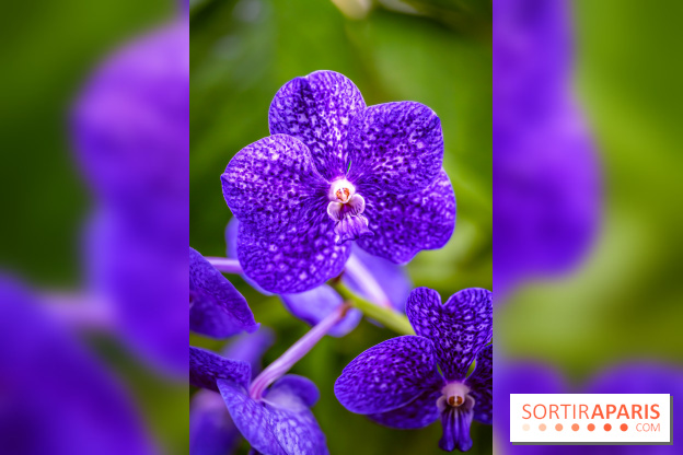 Mille et une orchidées 2025 - les photos
