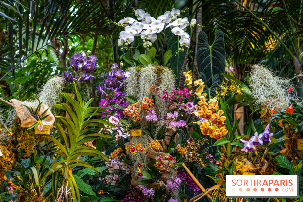 Mille et une orchidées 2025 - les photos