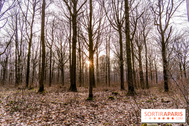 Balade sentier : Conte de Mélida, l'esprit de la forêt en forêt de Méridon (78)
