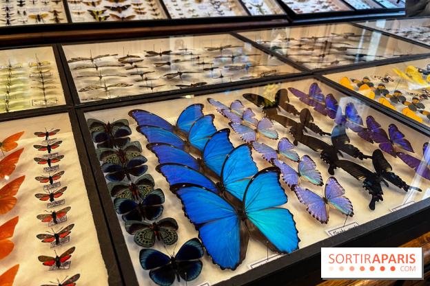 Deyrolle, l'incroyable cabinet de curiosités à Paris - nos photos