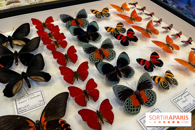 Deyrolle, l'incroyable cabinet de curiosités à Paris - nos photos - image00054