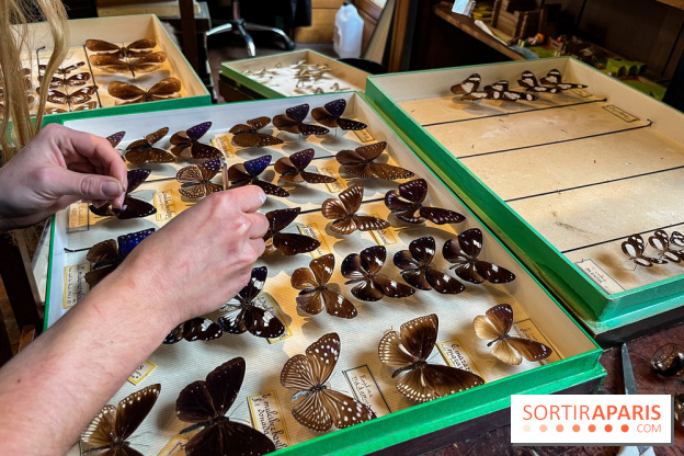 Deyrolle, l'incroyable cabinet de curiosités à Paris - nos photos - image00055