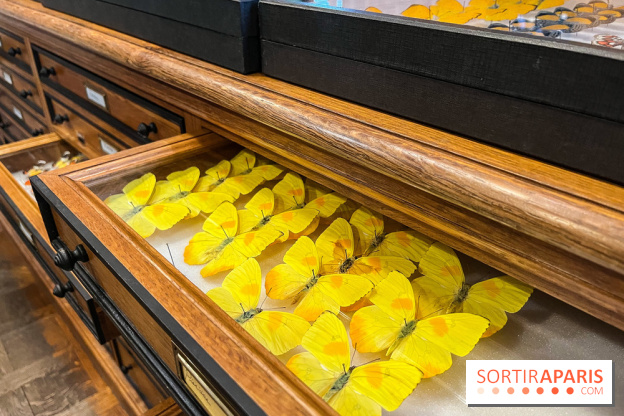 Deyrolle, l'incroyable cabinet de curiosités à Paris - nos photos