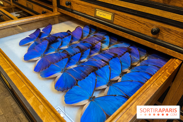 Deyrolle, l'incroyable cabinet de curiosités à Paris - nos photos