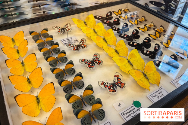 Deyrolle, l'incroyable cabinet de curiosités à Paris - nos photos - image00049