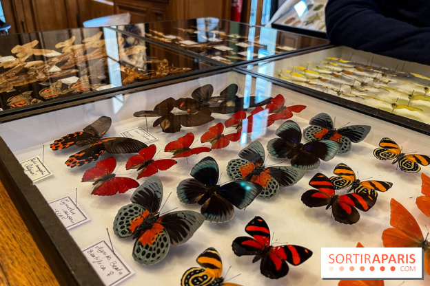 Deyrolle, l'incroyable cabinet de curiosités à Paris - nos photos