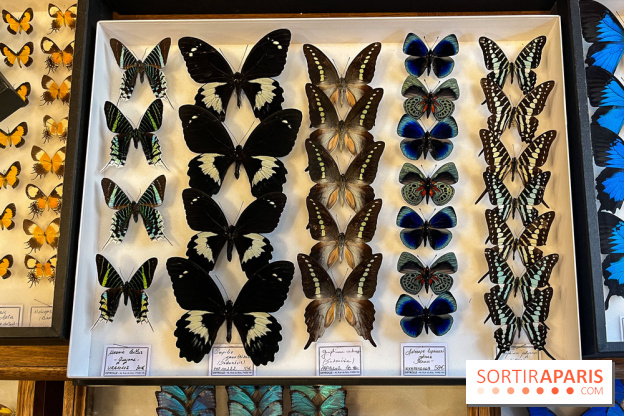 Deyrolle, l'incroyable cabinet de curiosités à Paris - nos photos - image00041