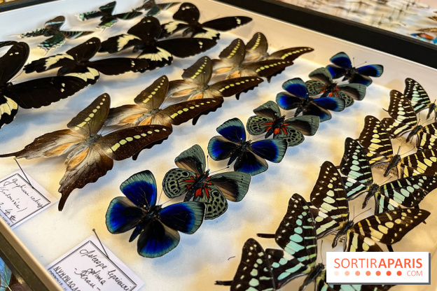 Deyrolle, l'incroyable cabinet de curiosités à Paris - nos photos