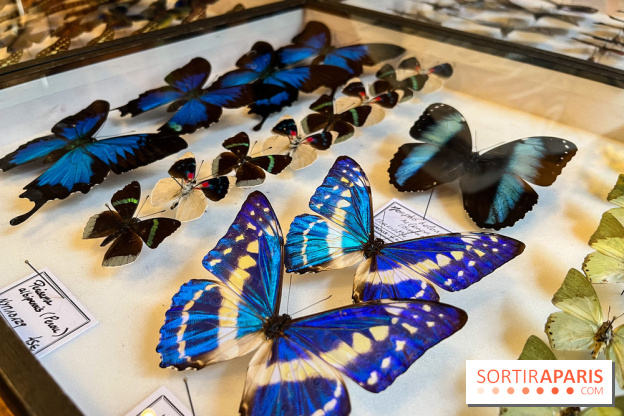 Deyrolle, l'incroyable cabinet de curiosités à Paris - nos photos - image00044